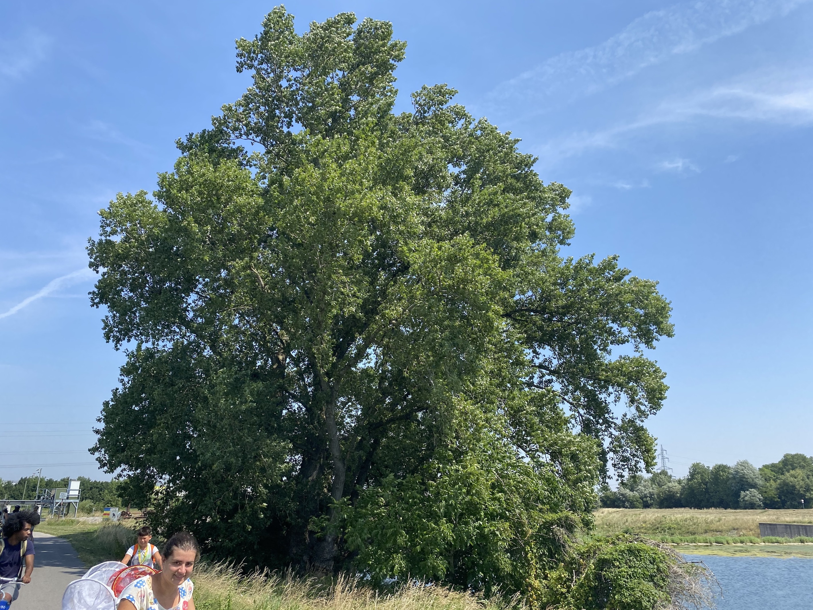 Eine Schwarzpappel - mit 11m Stammumfang der größte Baum St. Pöltens