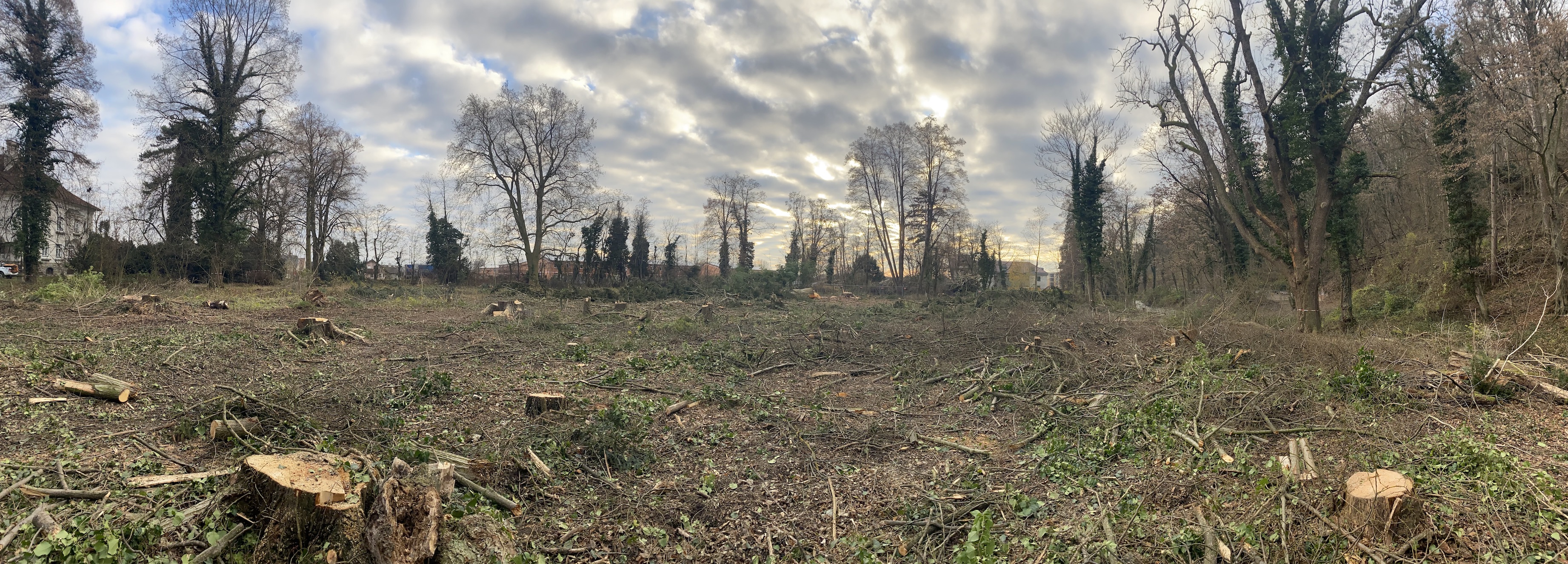 Rodung eines Altparkbestandes in Viehofen, Dez 2022
