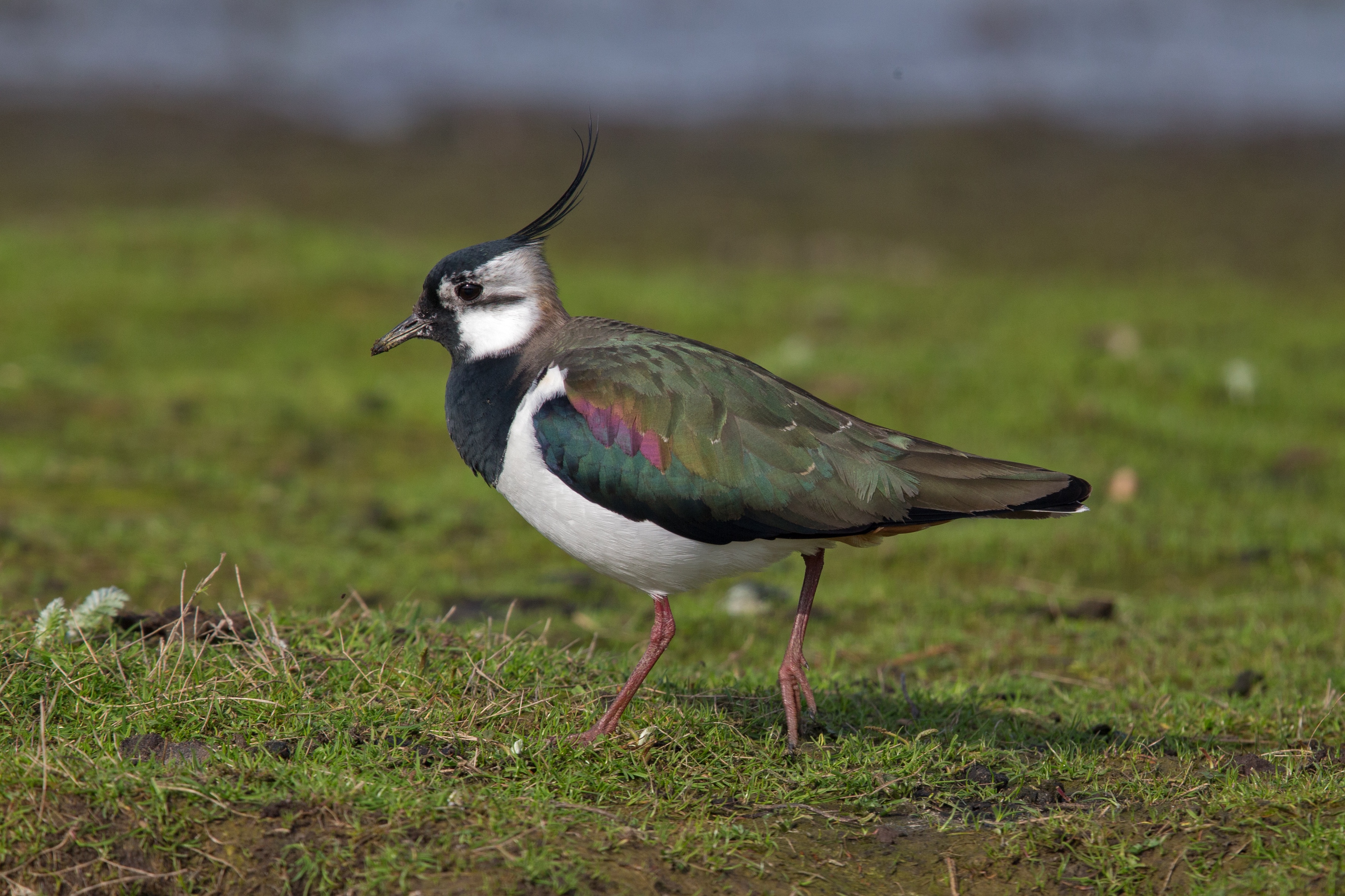 Northern Lapwing (male)