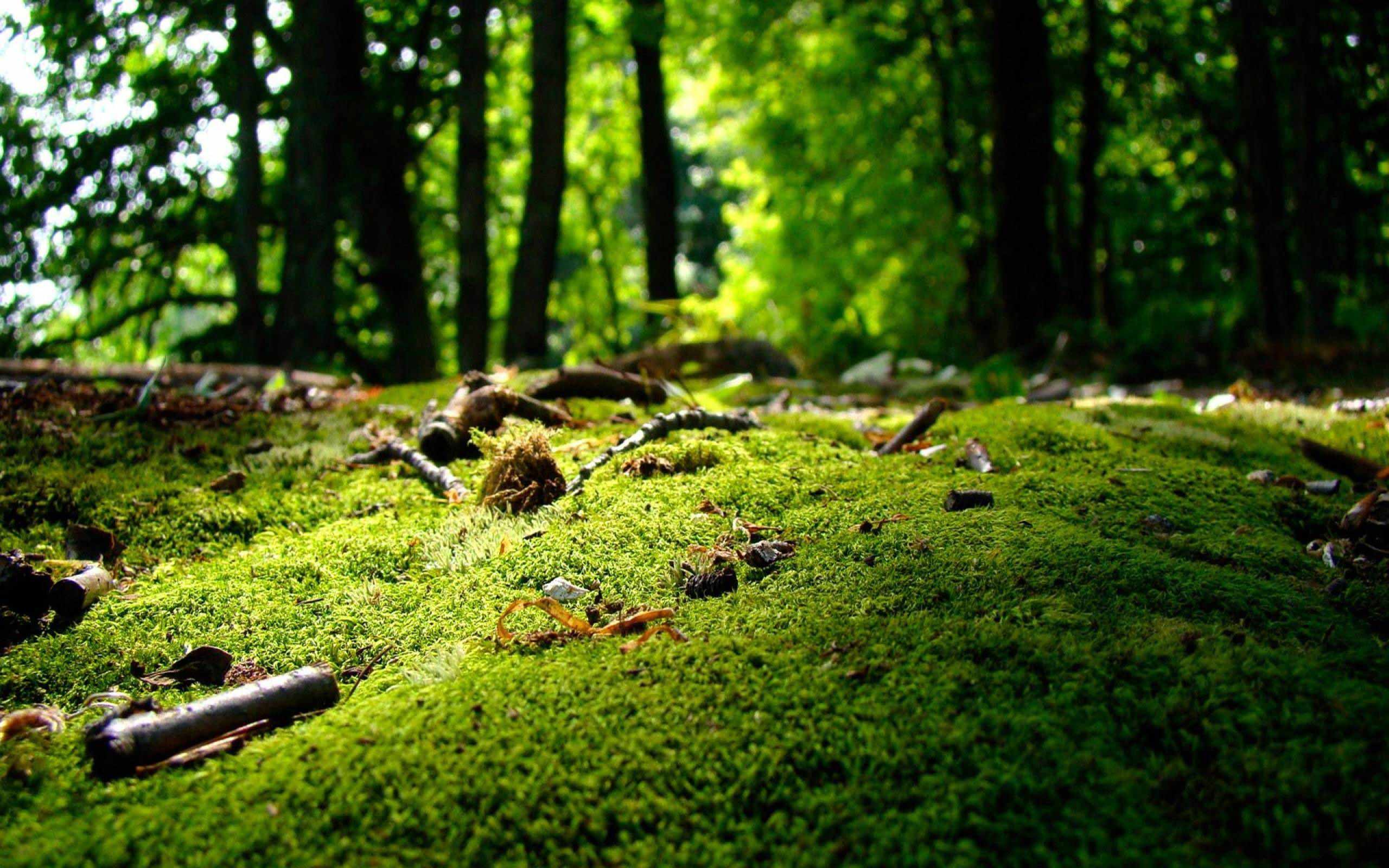 Green moss on forest ground